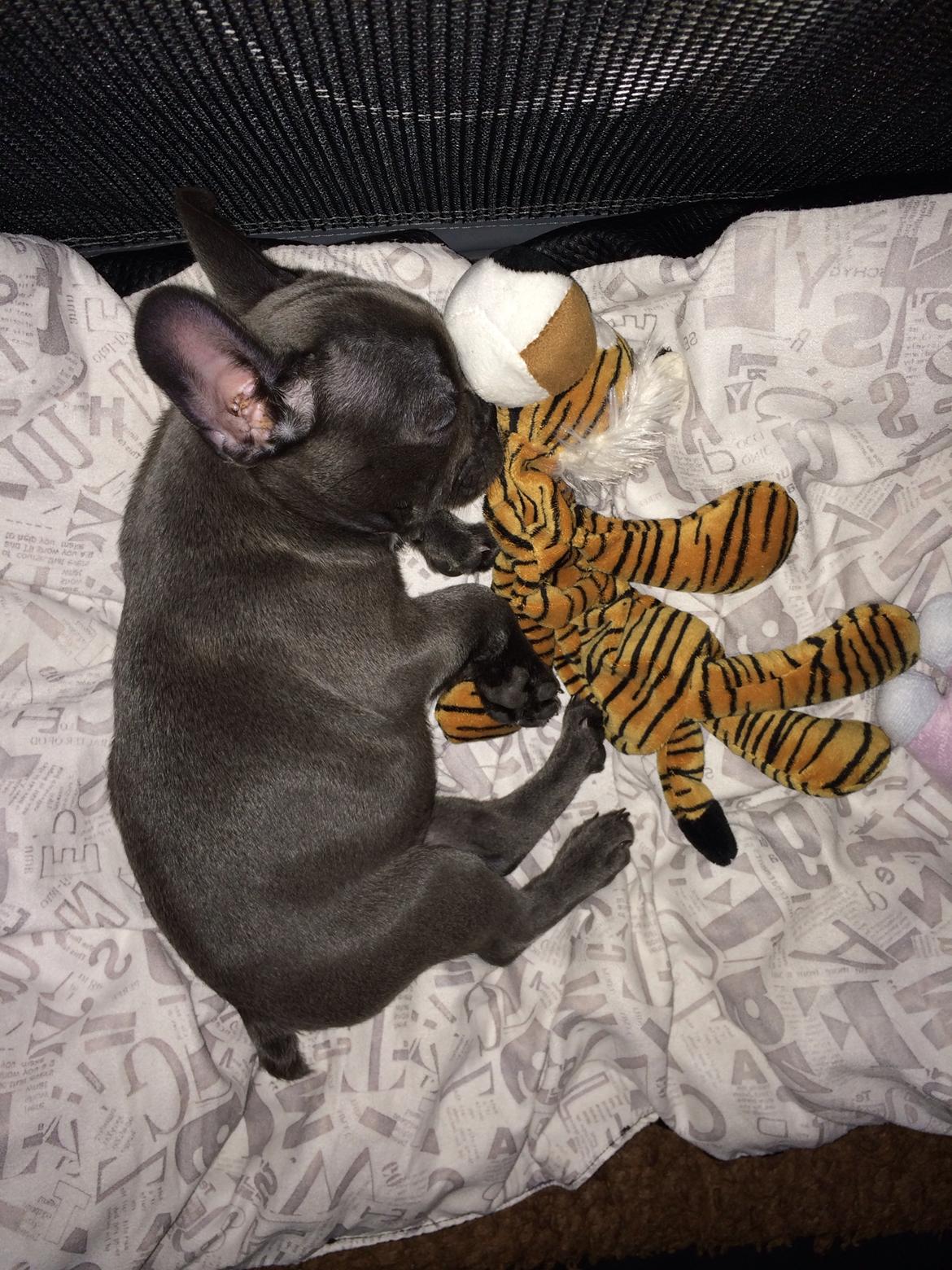 Fransk bulldog Minnie billede 1