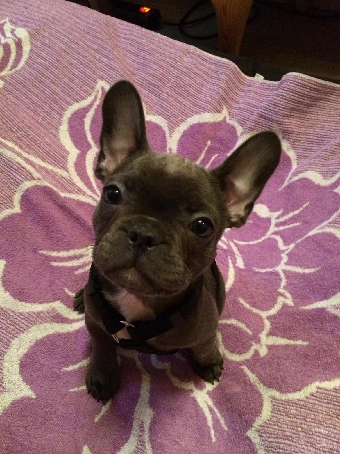 Fransk bulldog Minnie billede 2