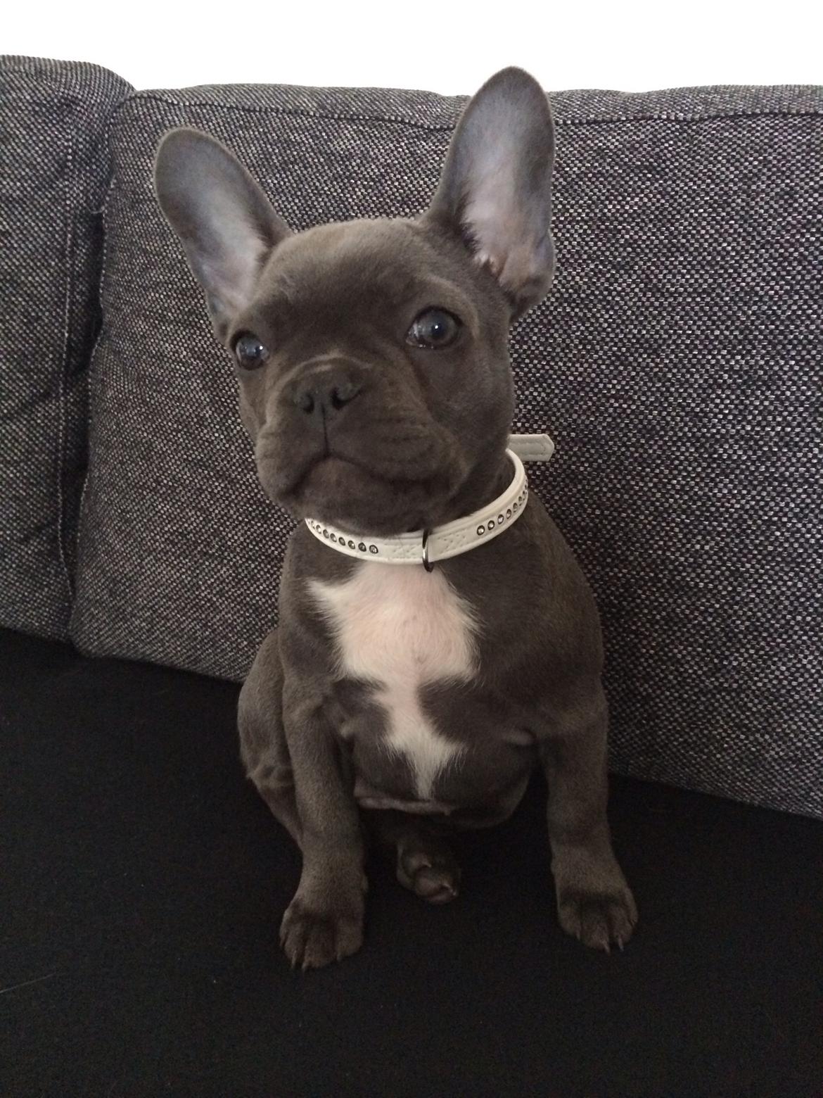 Fransk bulldog Minnie billede 3