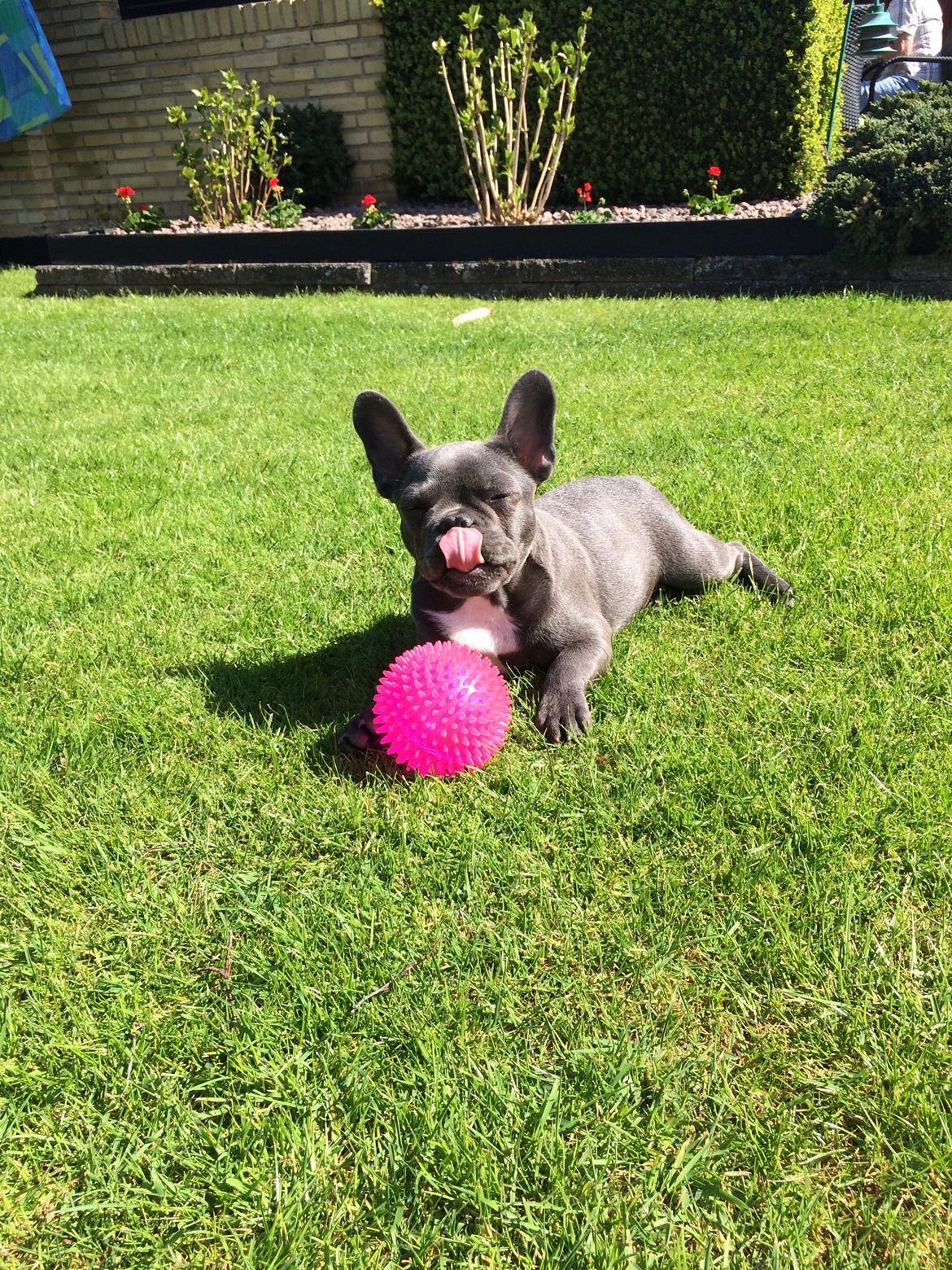 Fransk bulldog Minnie billede 5