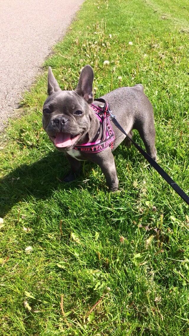 Fransk bulldog Minnie billede 6