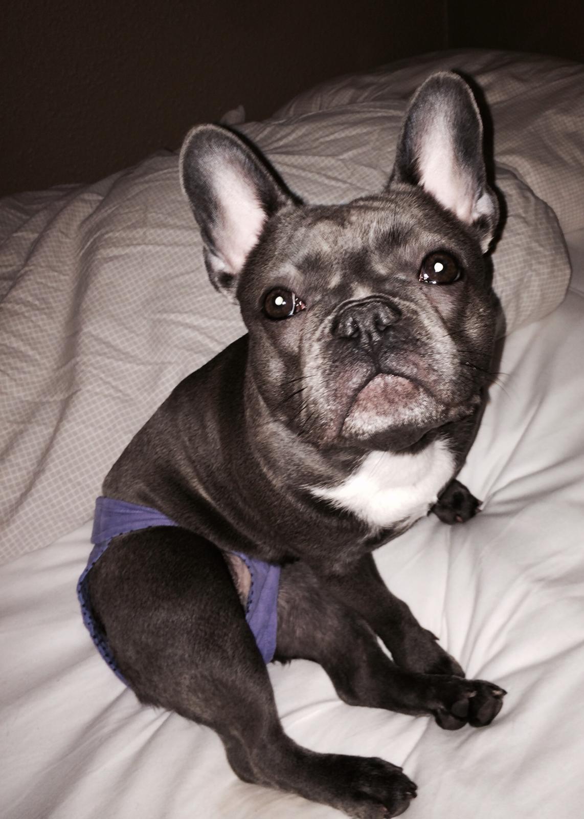 Fransk bulldog Minnie billede 8