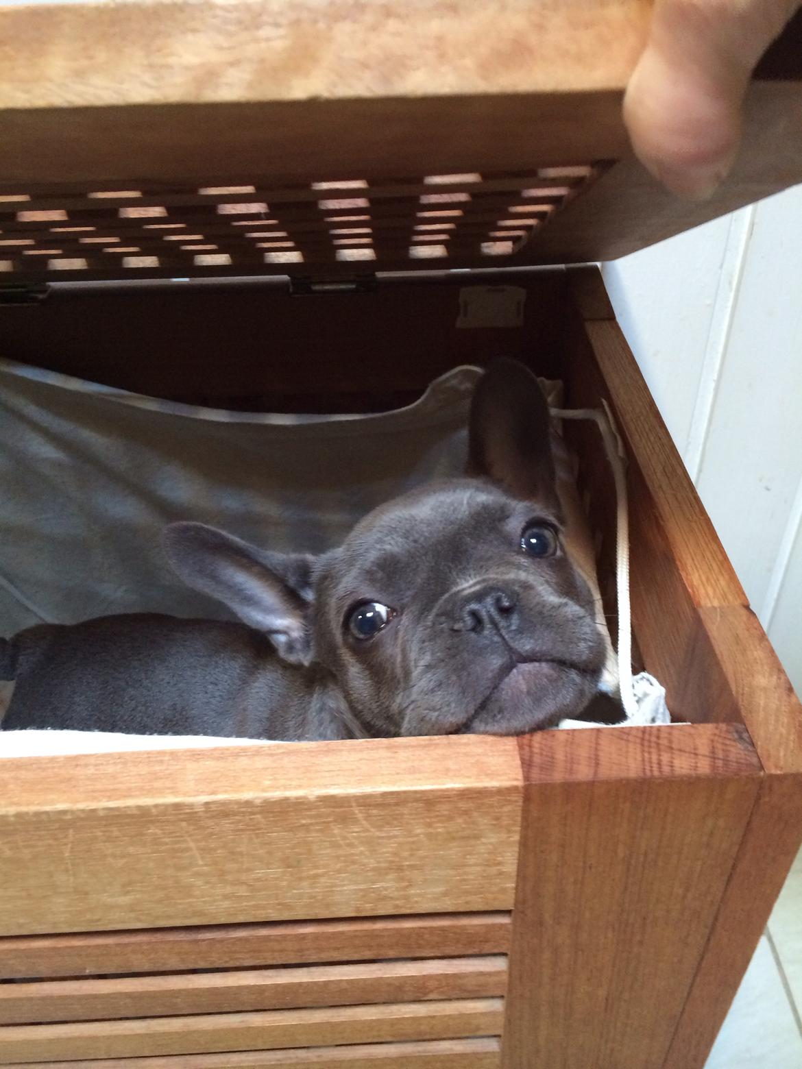 Fransk bulldog Minnie billede 4