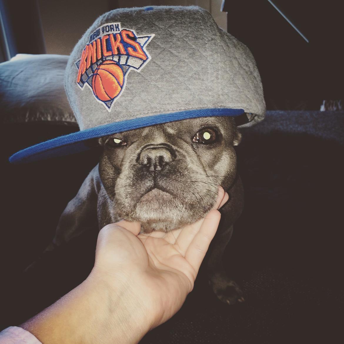 Fransk bulldog Minnie billede 12