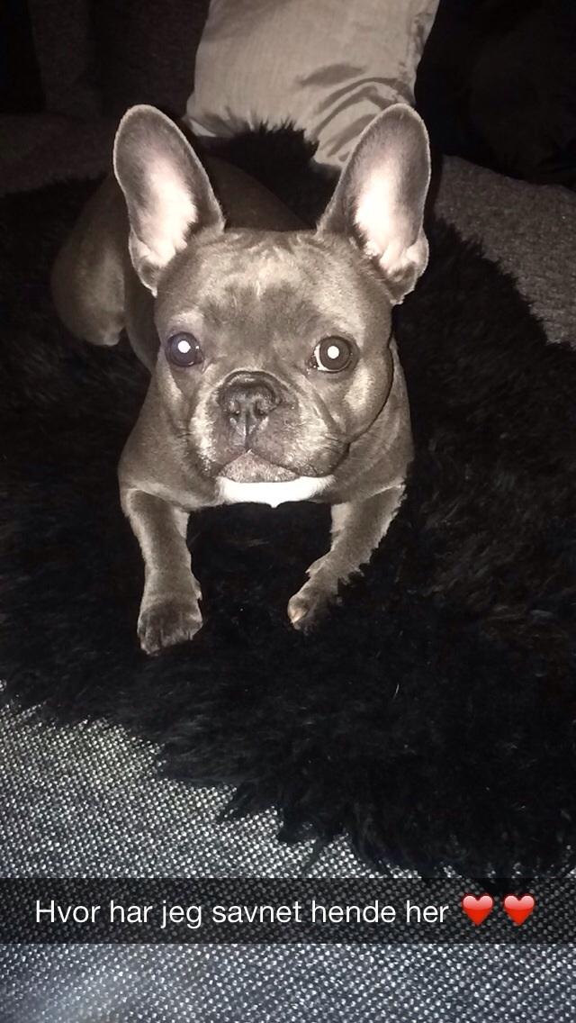 Fransk bulldog Minnie billede 13