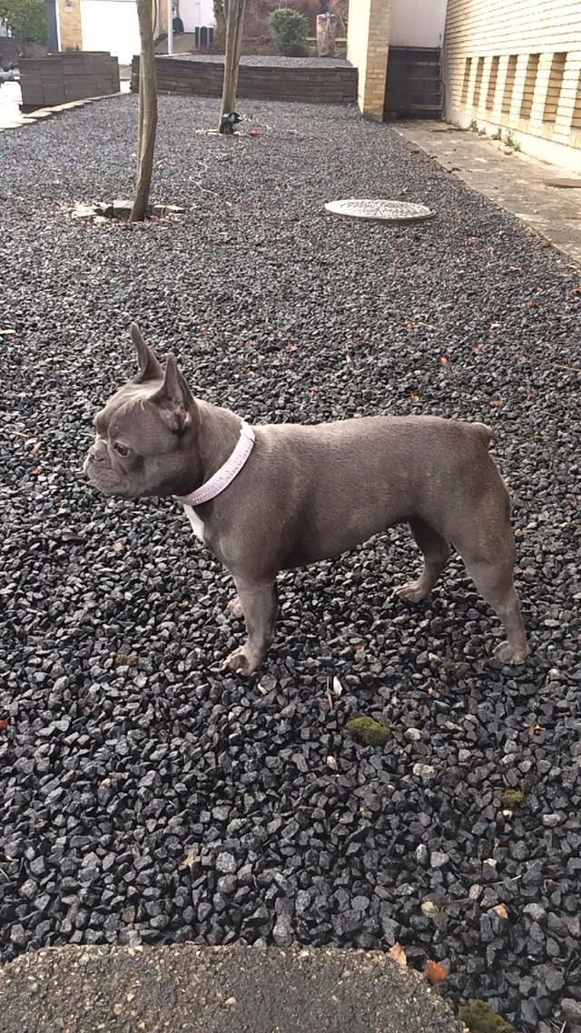 Fransk bulldog Minnie billede 14