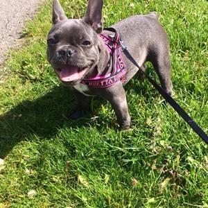 Fransk bulldog Minnie billede 15