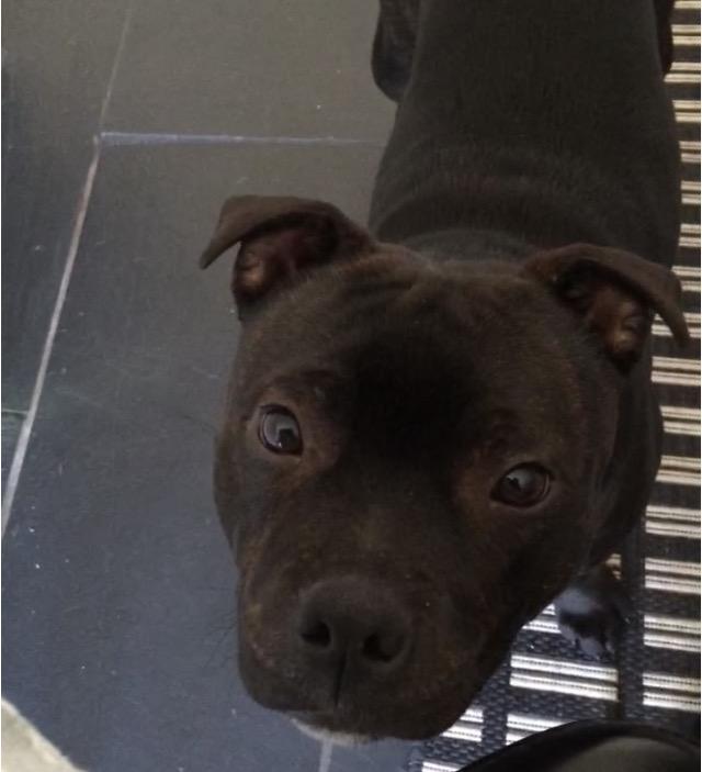 Staffordshire bull terrier Homeboy Kabri aka Leo billede 6