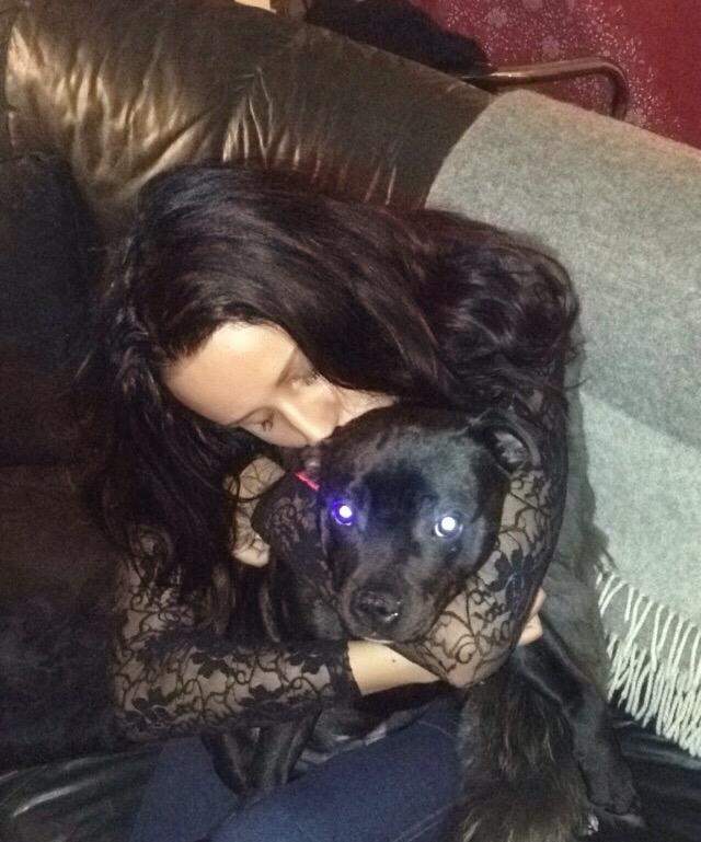 Staffordshire bull terrier Homeboy Kabri aka Leo billede 7