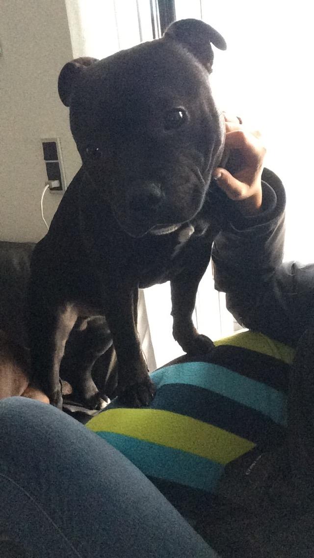 Staffordshire bull terrier Homeboy Kabri aka Leo billede 9