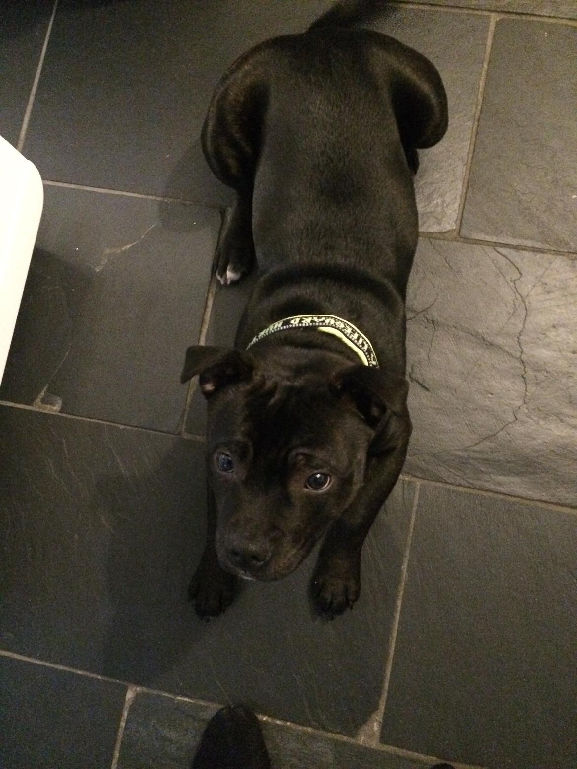 Staffordshire bull terrier Homeboy Kabri aka Leo billede 10