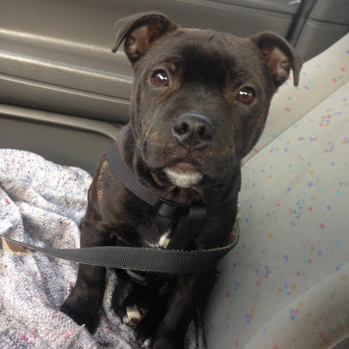 Staffordshire bull terrier Homeboy Kabri aka Leo billede 11