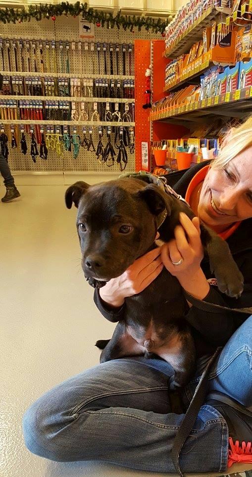 Staffordshire bull terrier Homeboy Kabri aka Leo billede 8