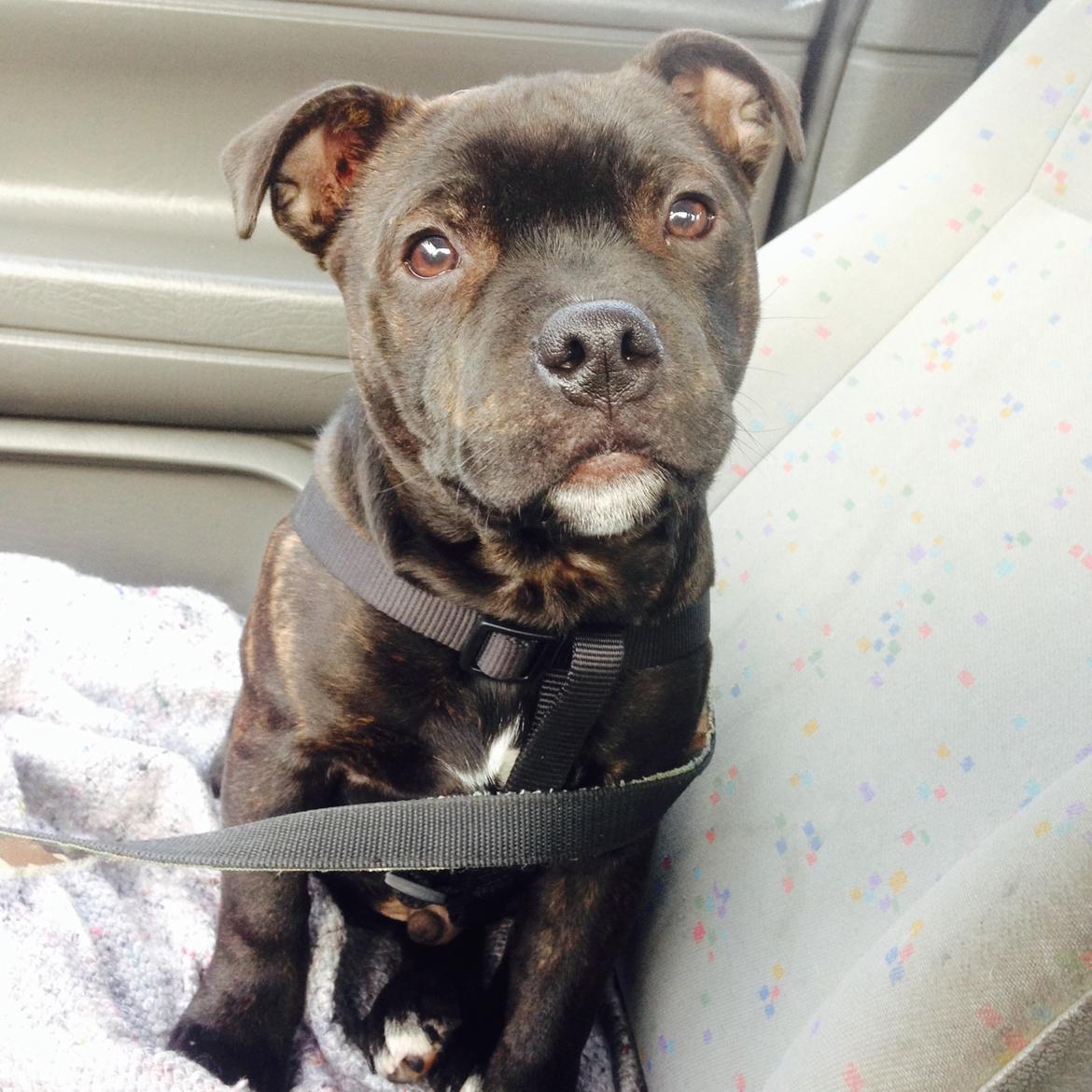 Staffordshire bull terrier Homeboy Kabri aka Leo billede 13