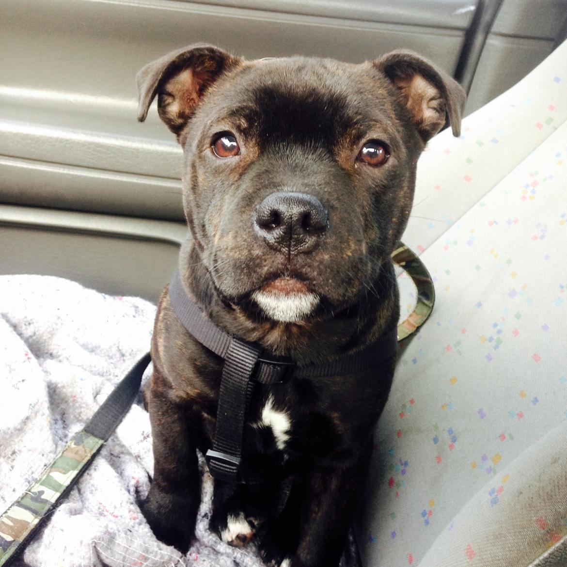 Staffordshire bull terrier Homeboy Kabri aka Leo billede 14