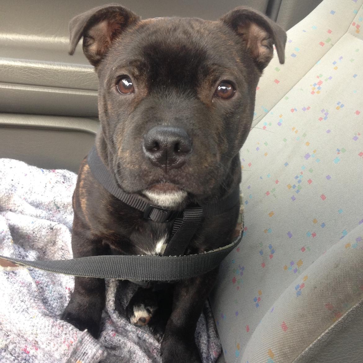 Staffordshire bull terrier Homeboy Kabri aka Leo billede 12