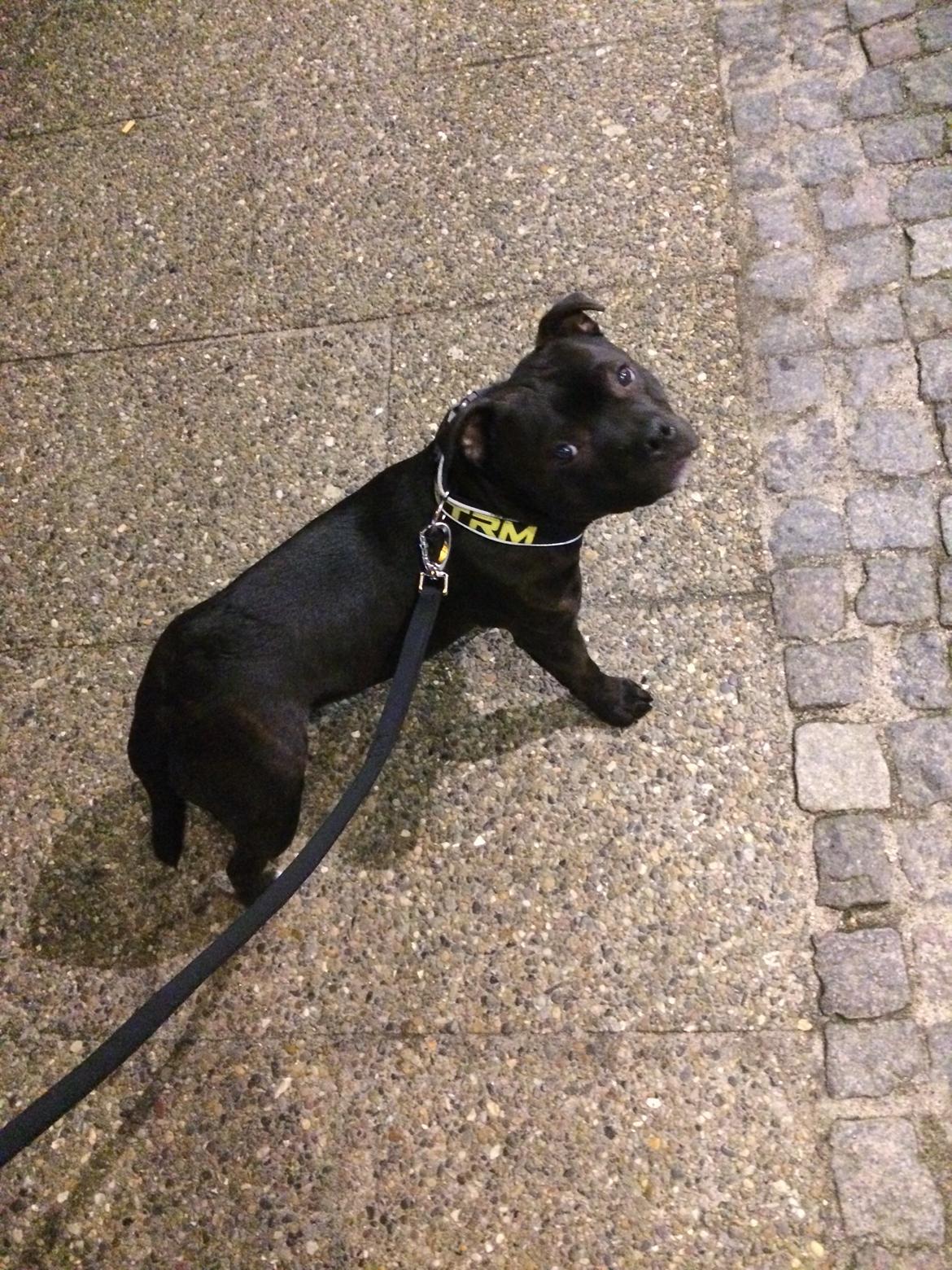 Staffordshire bull terrier Homeboy Kabri aka Leo billede 15