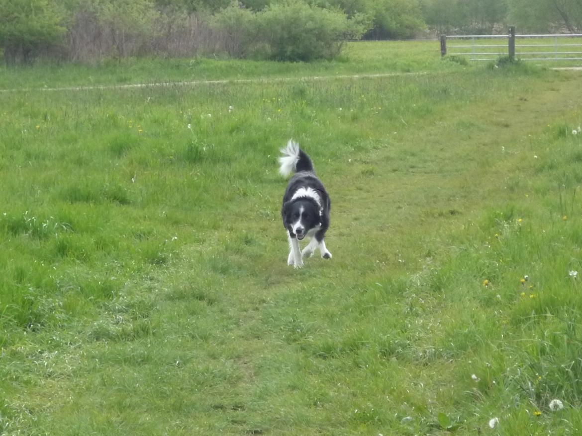 Border collie Nuser billede 49