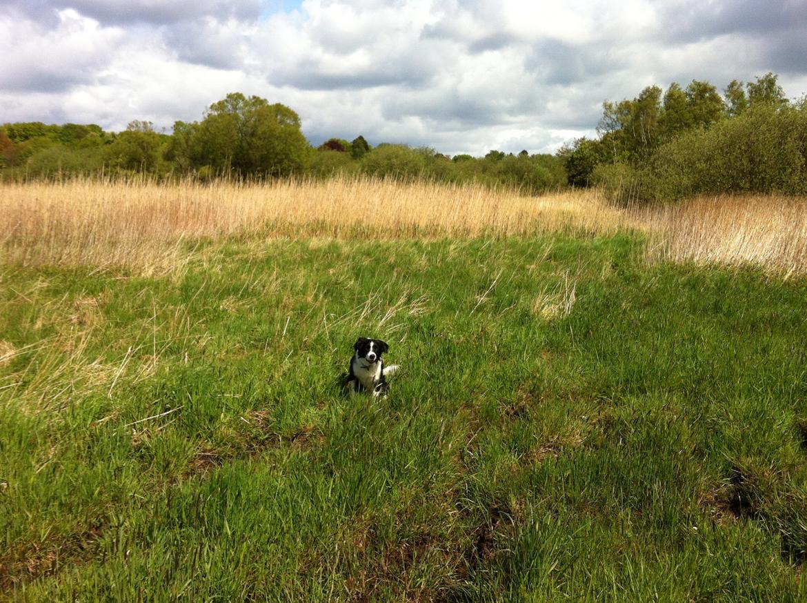 Border collie Nuser billede 45