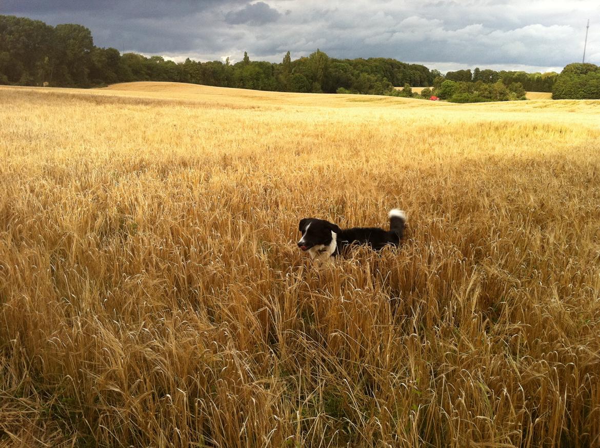 Border collie Nuser billede 35