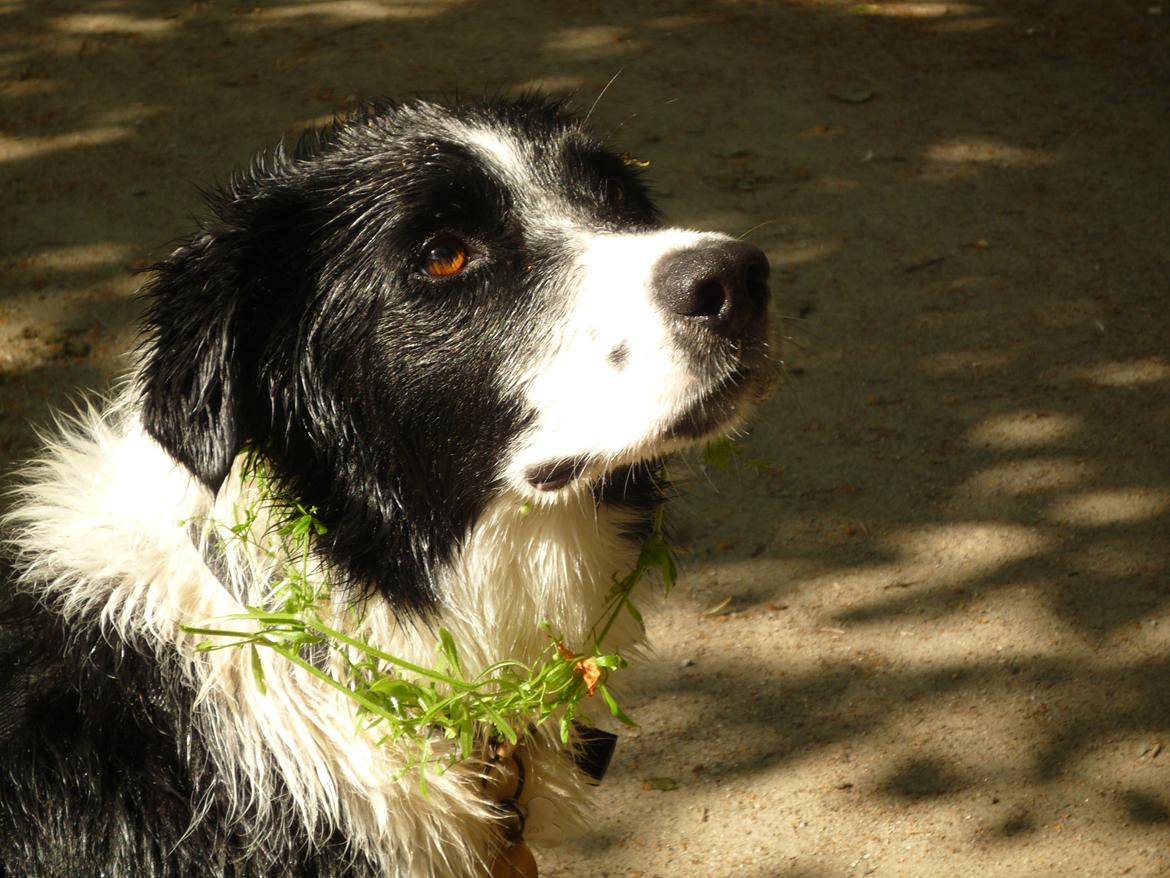 Border collie Nuser billede 32