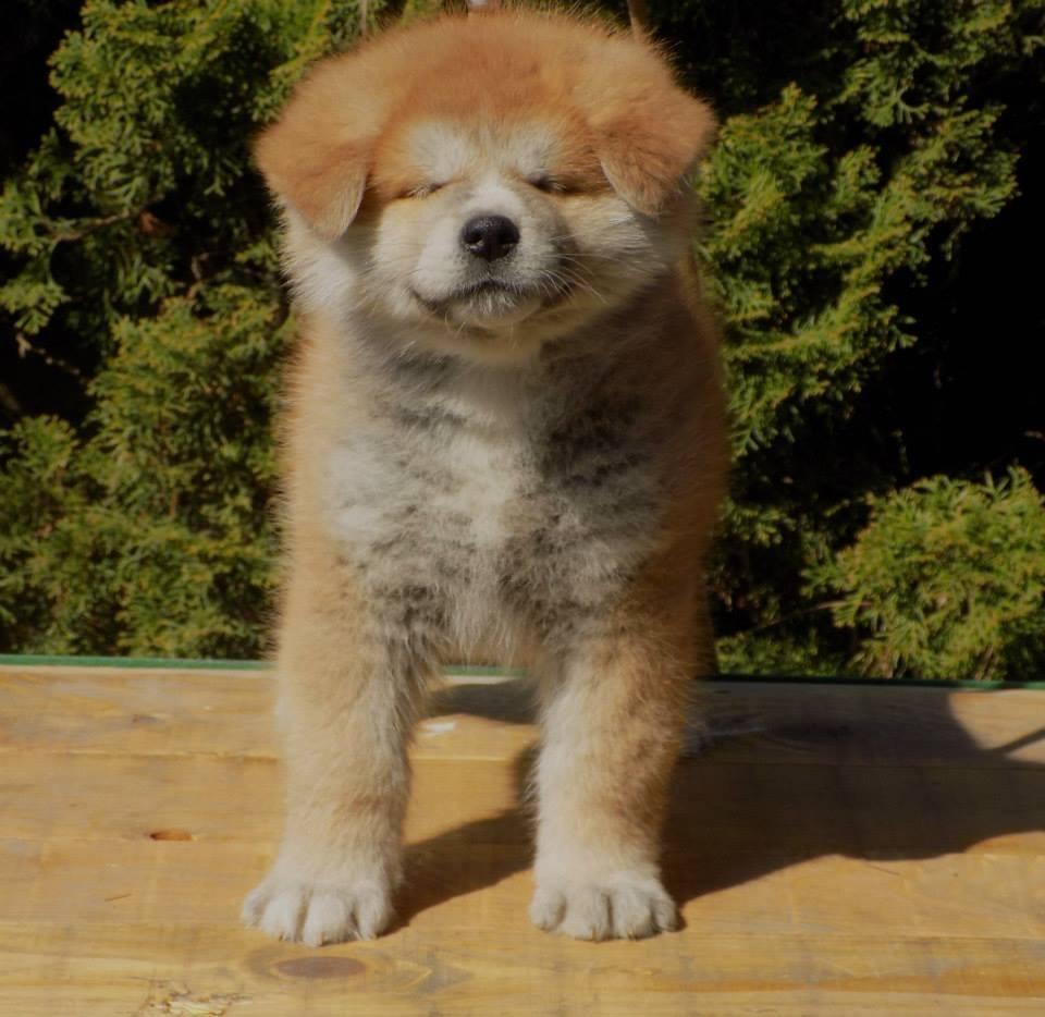 Akita inu Akihiko - Hiko 7 uger billede 13