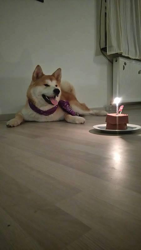 Akita inu Akihiko - Hiko's 1 år's føselsdag billede 2