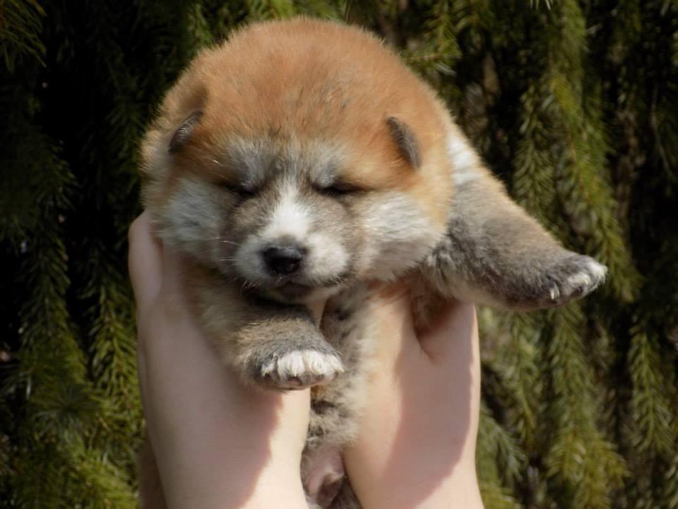 Akita inu Akihiko - Hiko 20 dage billede 16