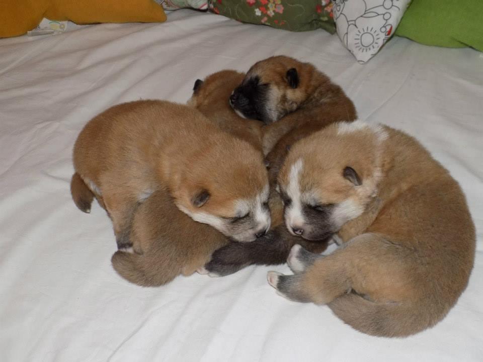 Akita inu Akihiko - Hiko og han's brøder. 12 dage billede 18