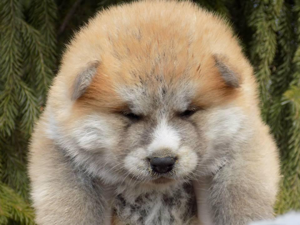 Akita inu Akihiko - Hiko 4 uger billede 15