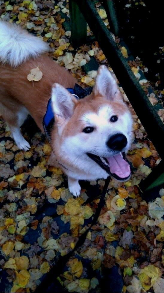 Akita inu Akihiko billede 5