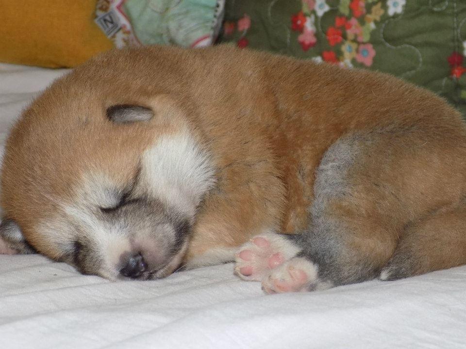 Akita inu Akihiko - Hiko 12 dage billede 17