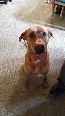 Blanding af racer Kenya billede 6