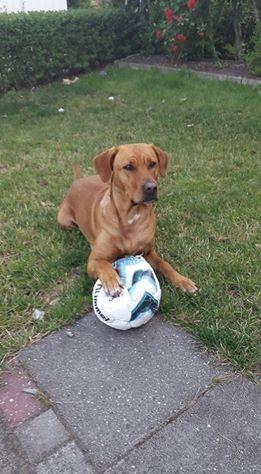 Blanding af racer Kenya billede 5