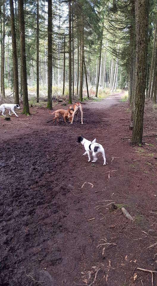 Blanding af racer Kenya billede 24