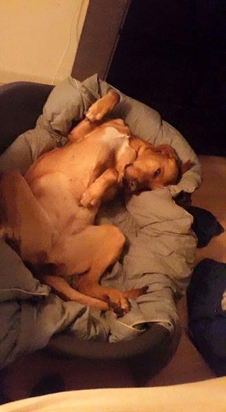 Blanding af racer Kenya billede 26