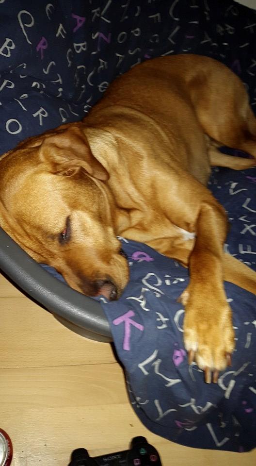 Blanding af racer Kenya billede 28