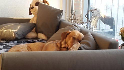 Blanding af racer Kenya billede 2