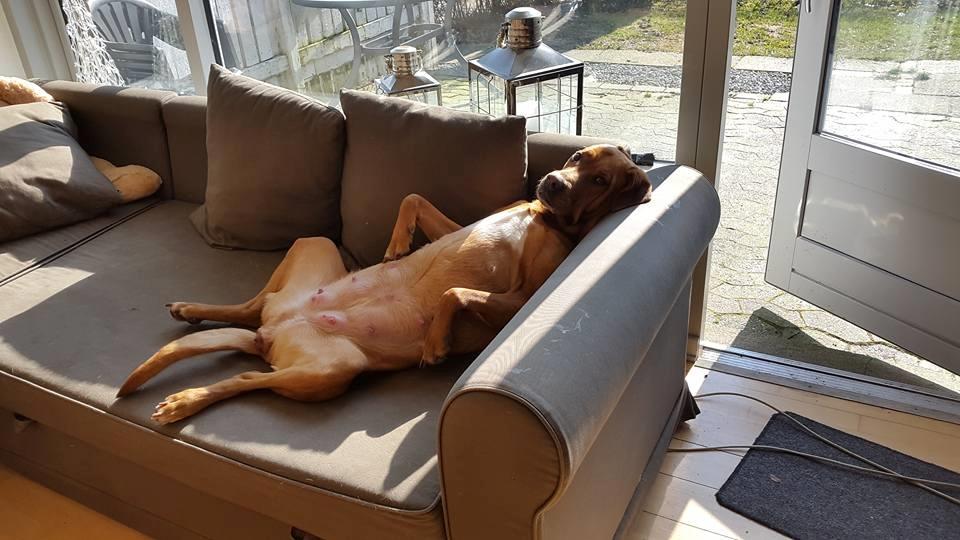 Blanding af racer Kenya billede 3