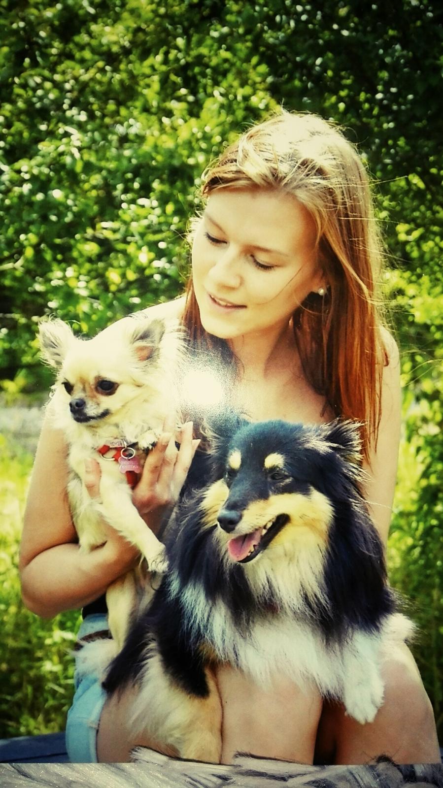 Shetland sheepdog Macons Annabell {himmelhund}  billede 25