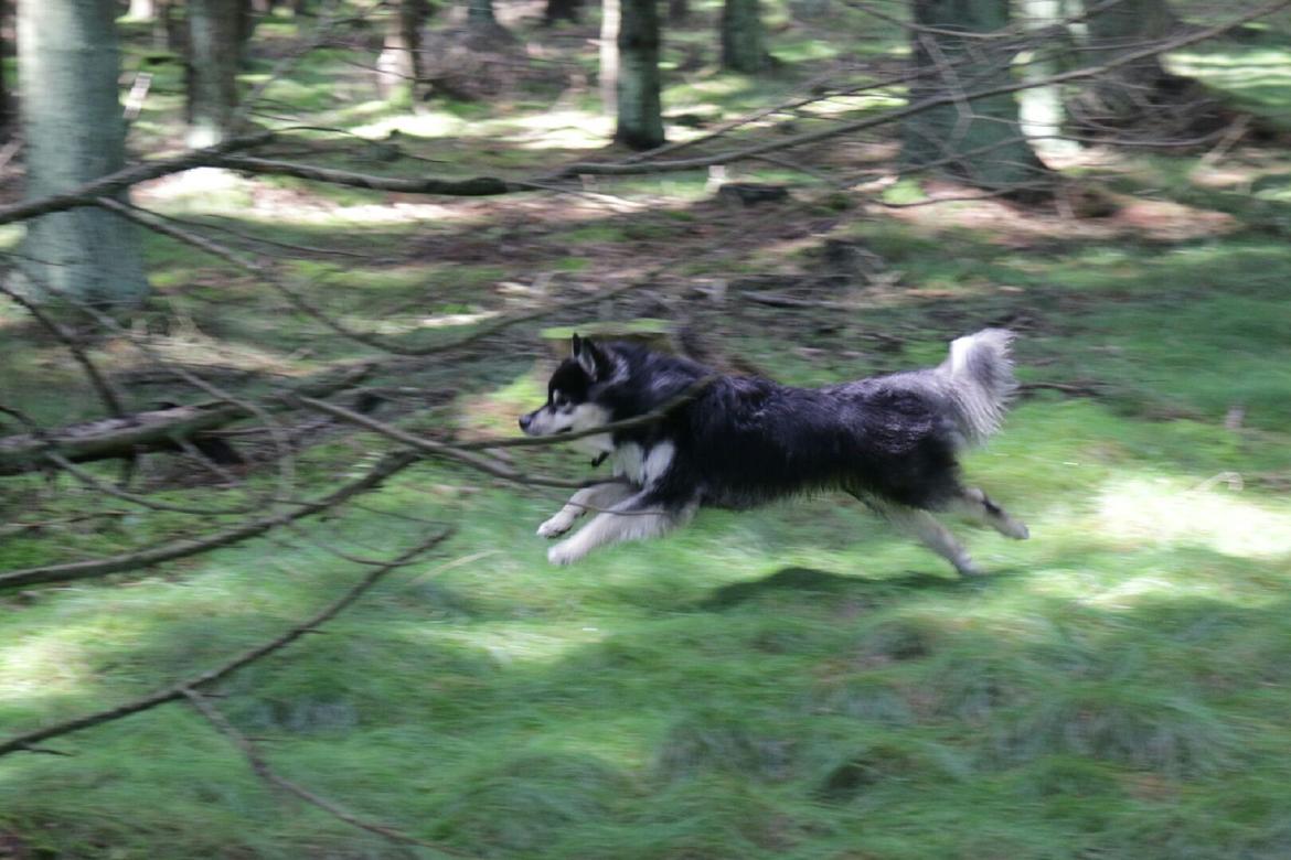 Finsk lapphund Kovo billede 7