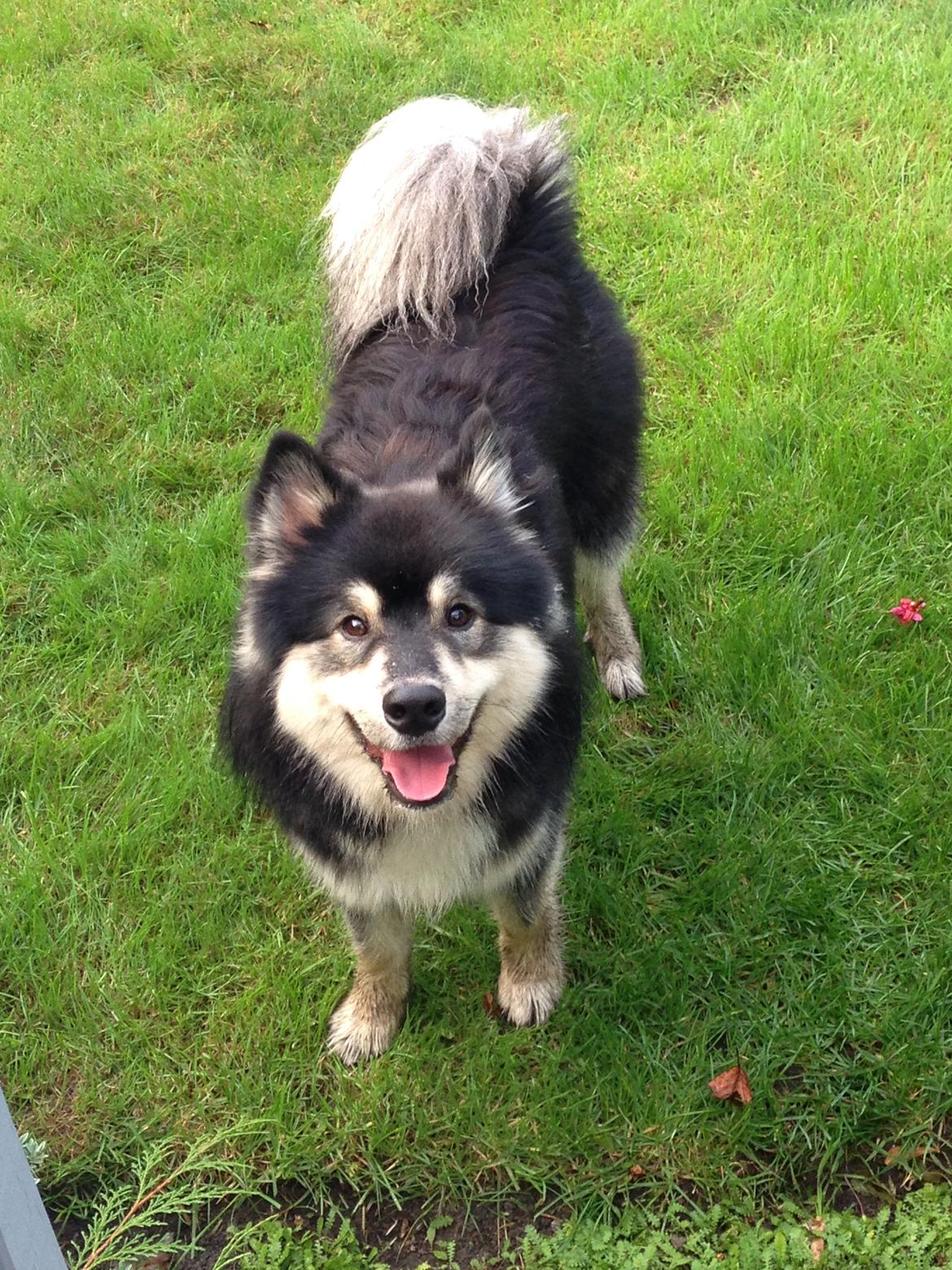 Finsk lapphund Kovo billede 2