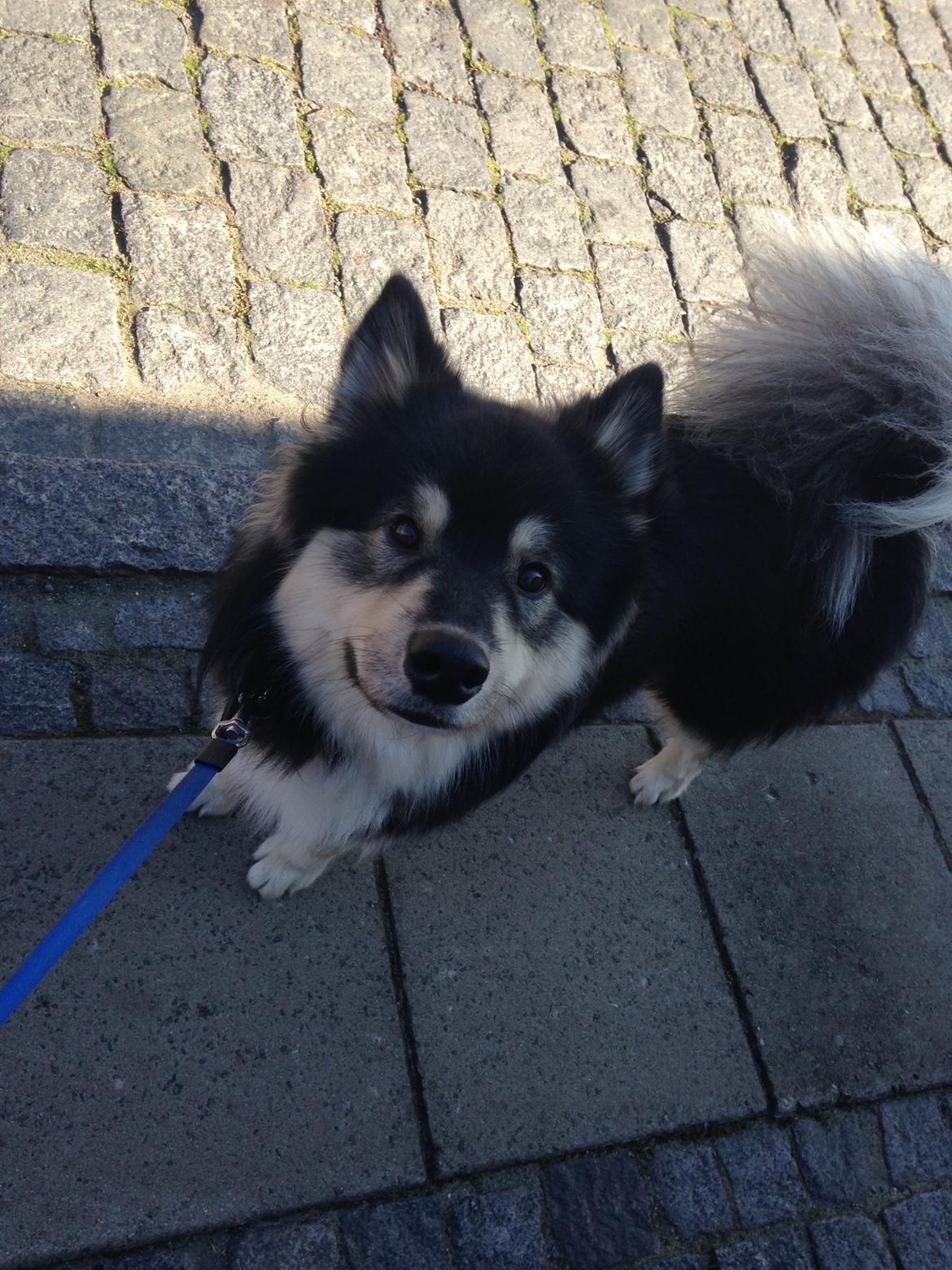 Finsk lapphund Kovo billede 5