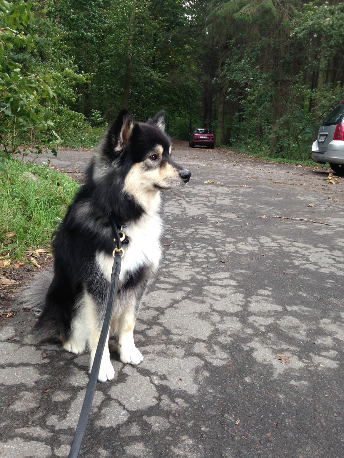 Finsk lapphund Kovo billede 3