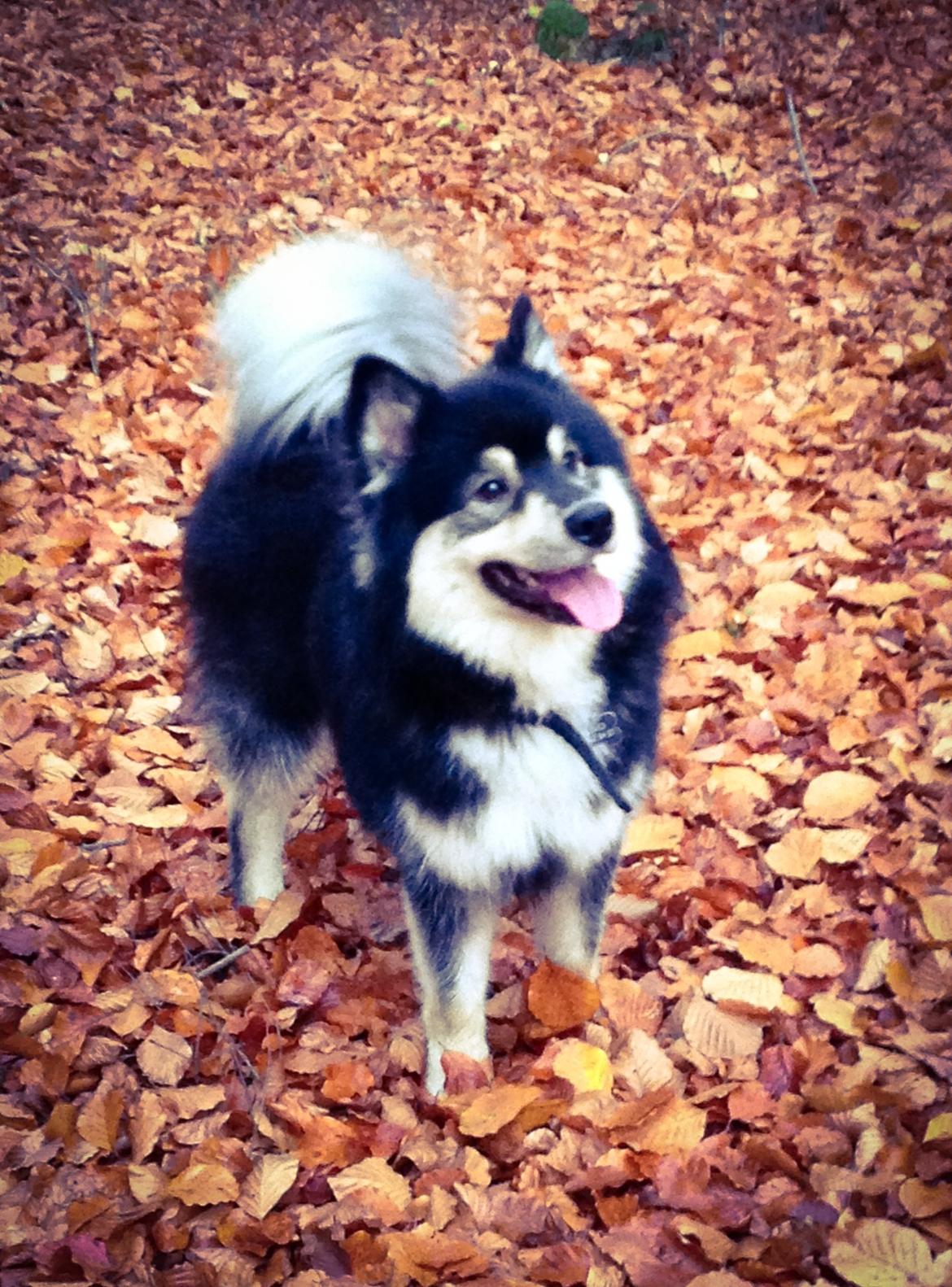 Finsk lapphund Kovo billede 6