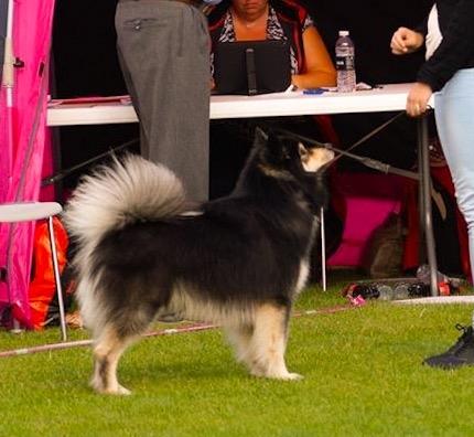 Finsk lapphund Kovo billede 4