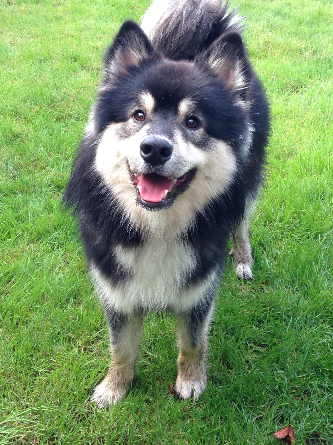 Finsk lapphund Kovo billede 1