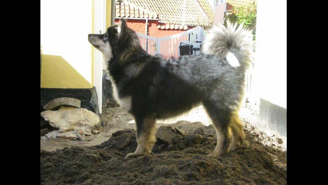 Finsk lapphund Kovo billede 9