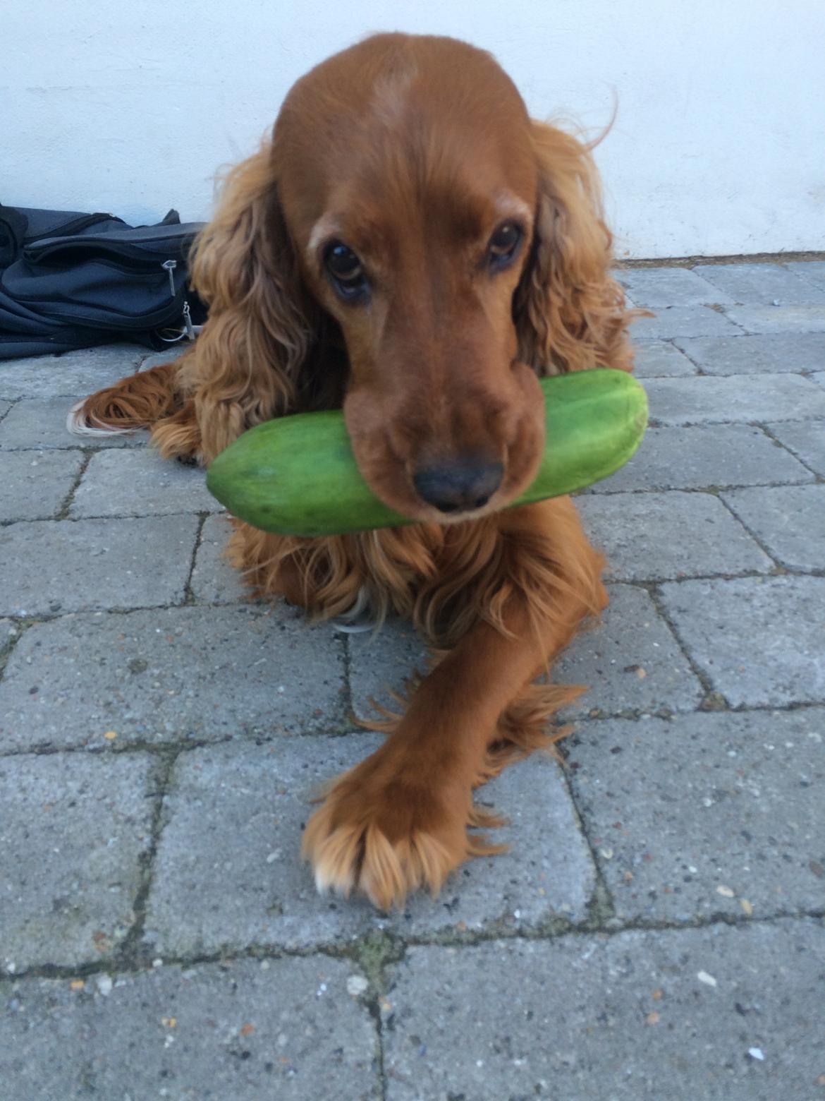 Cocker spaniel SMUT  - Smut elsker virkelig en god augurk :D  billede 11