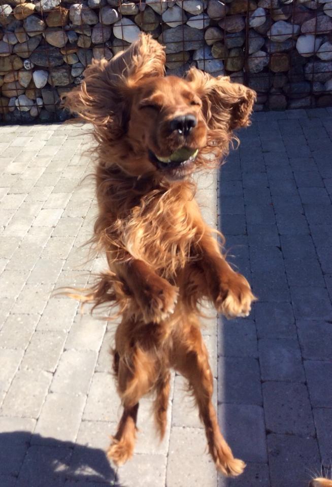 Cocker spaniel SMUT  billede 10